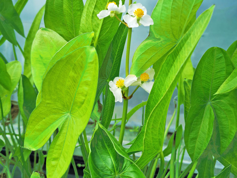 breitblättriges Pfeilkraut - Sagittaria latifolia